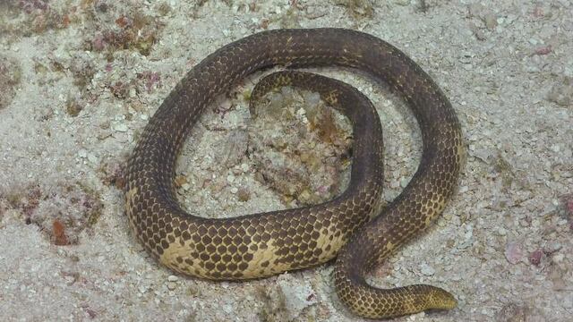 Serpiente marina de Australia