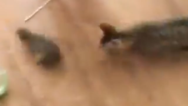 Gato persiguiendo a la rata