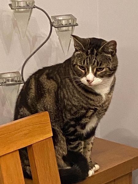 Gato regresa 11 años después