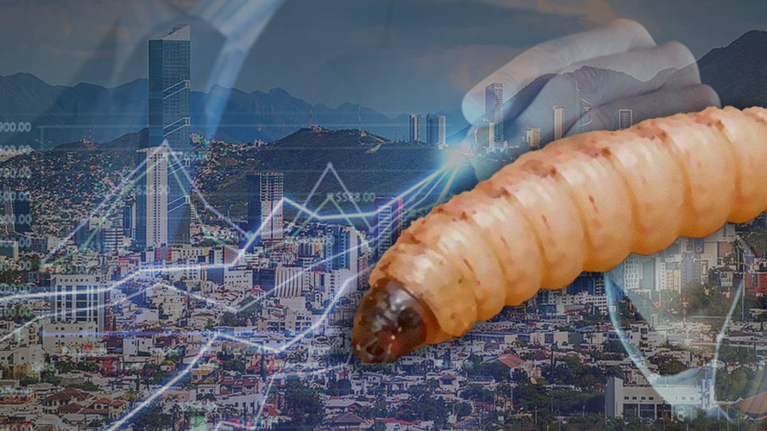Nuevo León alcanza cifra récord de casos de gusano barrenador