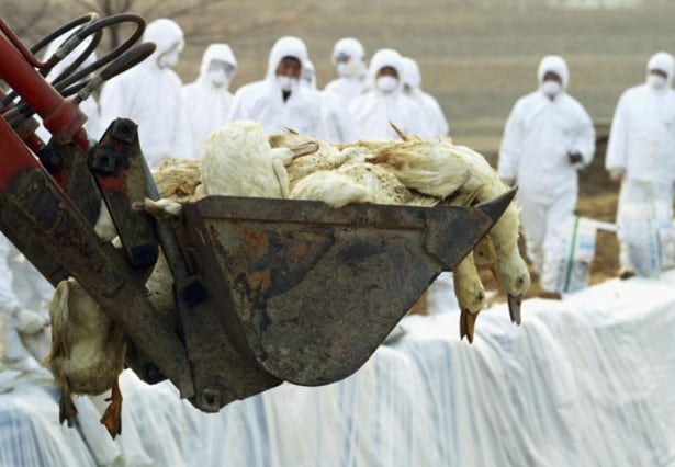 Influenza aviar AH7N3