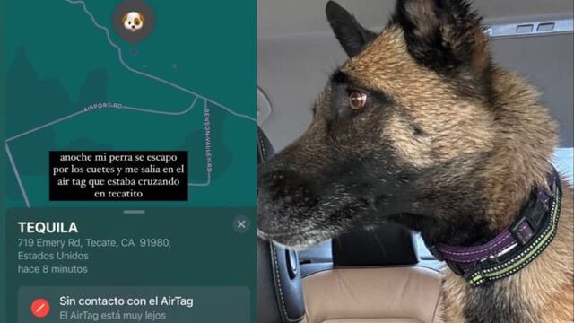 Perrita escapa por los cohetes y ni TikTok sabe cómo terminó en Estados Unidos