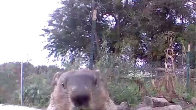 Chunk la marmota vuelve todos los días para robar y comer su botín frente a la cámara