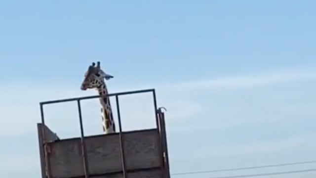 UNA JIRAFA ERA TRANSPORTADA EN UNA CAMIONETA POR NAVOJOA