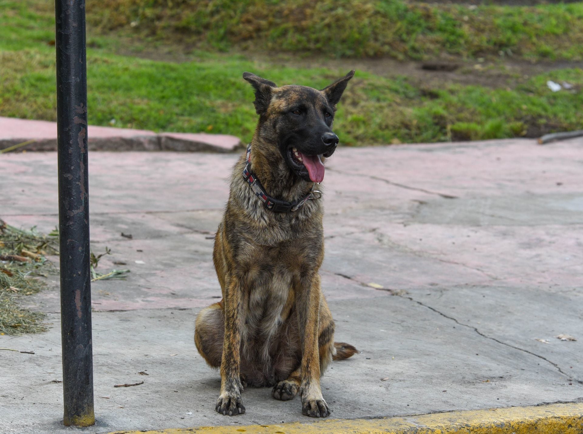 Perro (imagen de referencia)