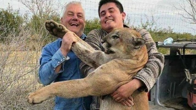 Cazadores de puma. Captura.