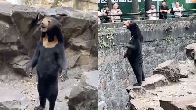 Osos de un zoológico en China