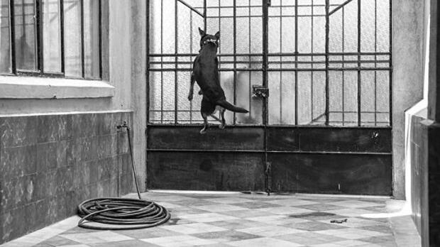 'El Borras' de Roma inspira una cumbia en el nuevo disco de la película