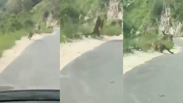 captan en video a un jaguar en Nuevo León comerse un burrito