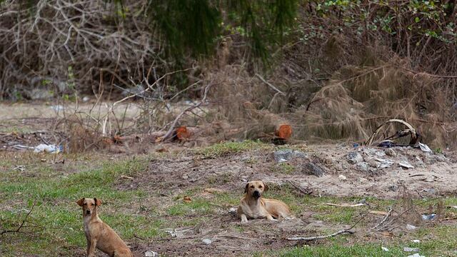 Perritos callejeros, imagen ilustrativa