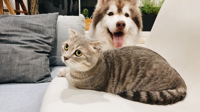 Perro y gato