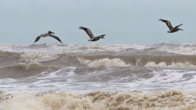 Paso del huracán Alex en 2010