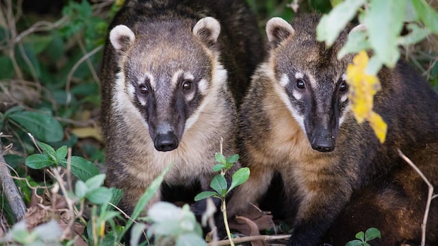Coatí, animal avistado en México