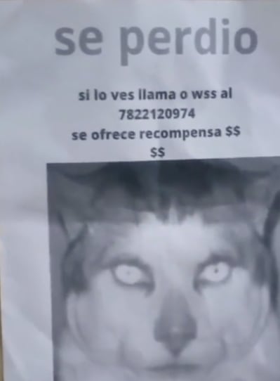 Gato nahual de TikTok