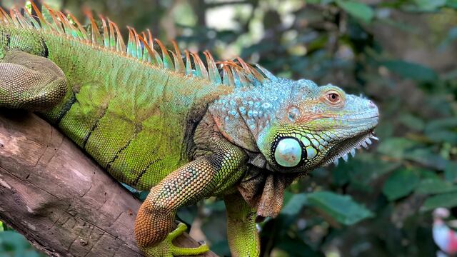 ¿Qué significa soñar con iguanas?