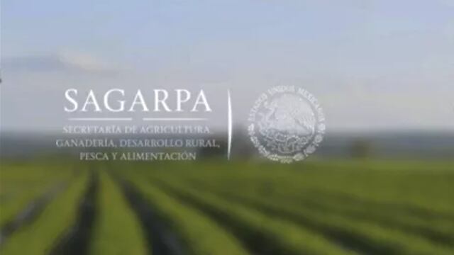 Sagarpa. Irregularidades.