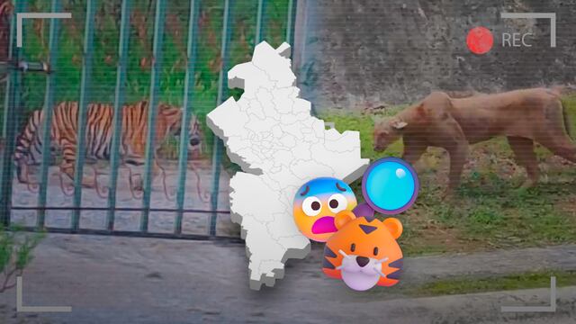 Tigre en Salinas Victoria, Nuevo León