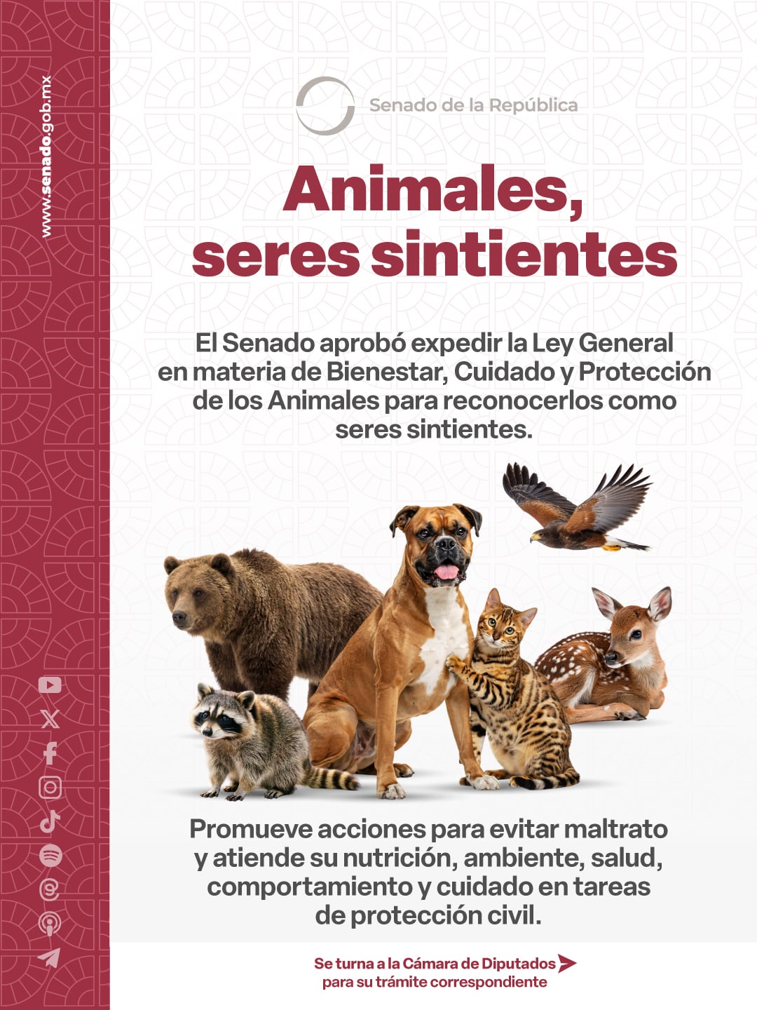 Ley General de Bienestar Animal: ¿de qué trata y qué cambiará para los animales?