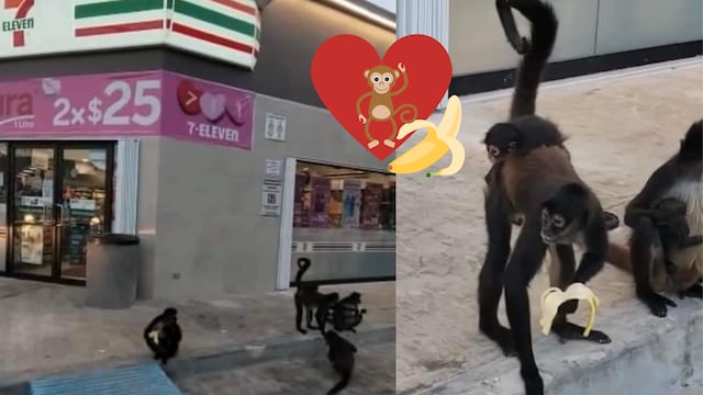 Monos araña afuera de un 7-Eleven en Tulum, Quintana Roo.