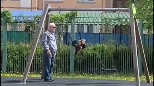 Un gatito le pide a su dueño que lo empuje en un columpio