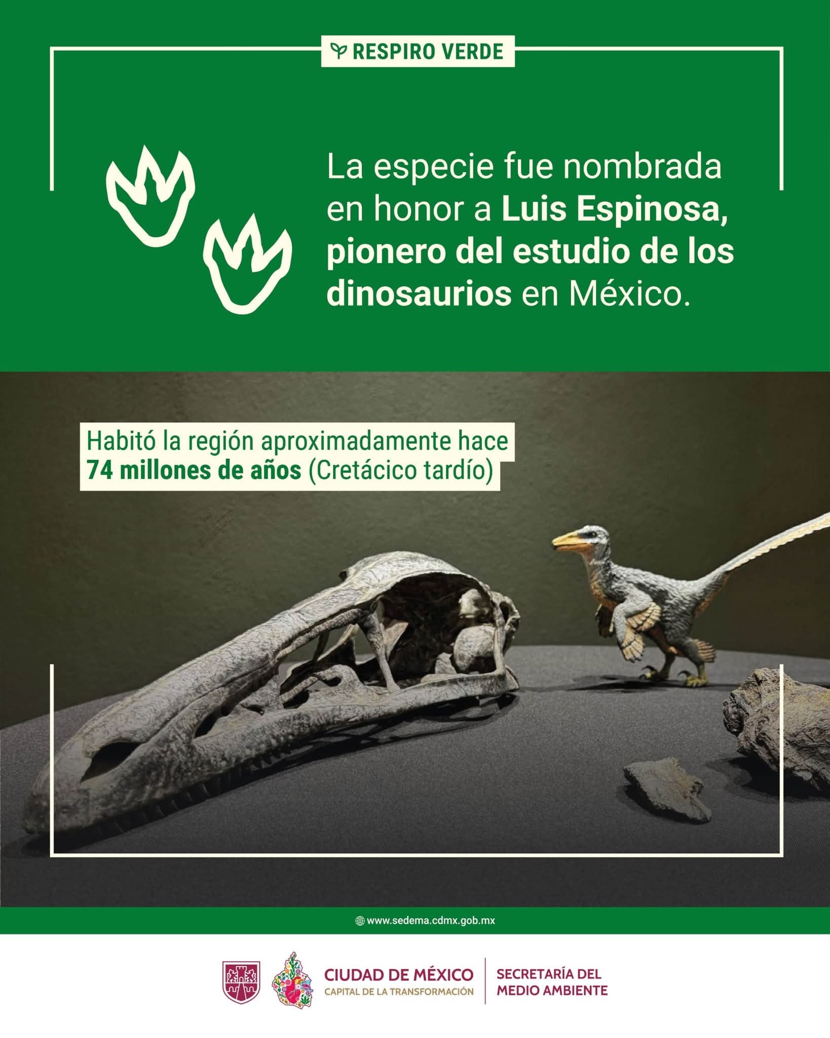 Descubren en Coahuila a un nuevo dinosaurio: el Xenovenator espinosai