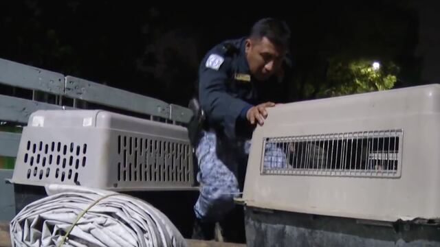 Perros rescatados en la colonia Nuevo Vallejo