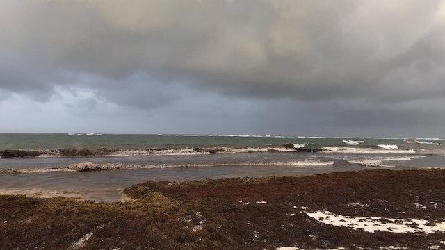 Arribo de sargazo a costas de Tulum, Quintana Roo