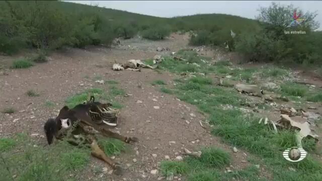 Sequías en durango castigan a agricultores.