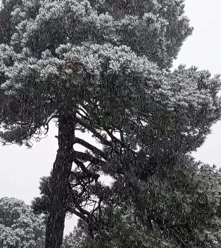 Las mejores fotos de la caída de nieve en el cerro de Jocotitlán
