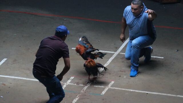 Pelea de gallos