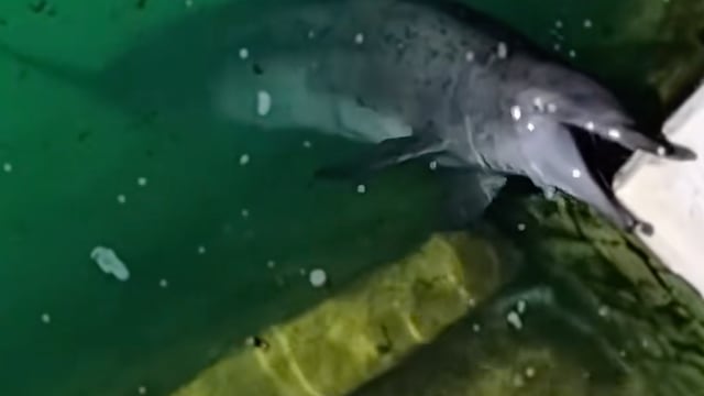 Denuncian a delfines abandonados en instalaciones de Ventura Park, Quintana Roo