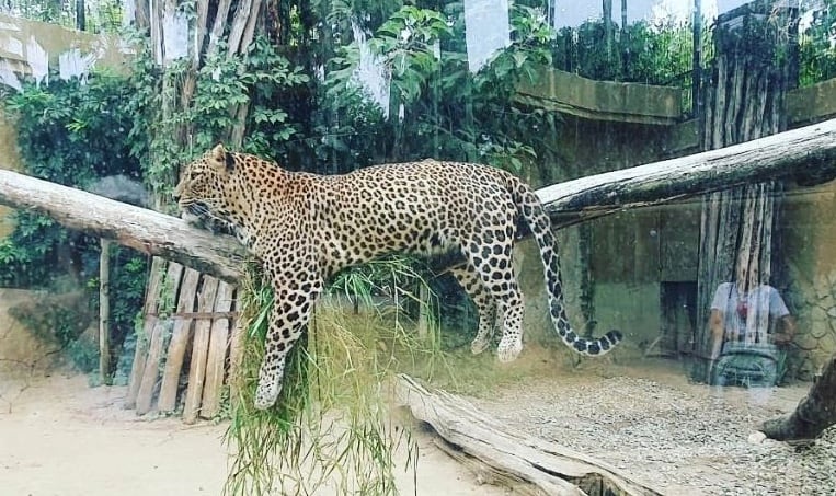 Leopardo