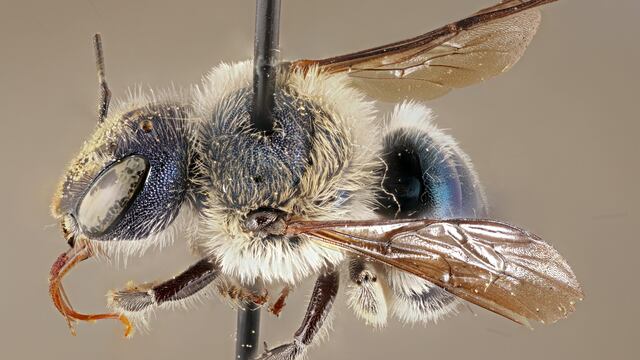 Abeja calaminta azul
