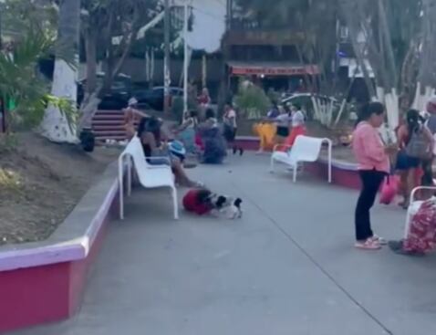 Capta pelea entre un perro y una joven