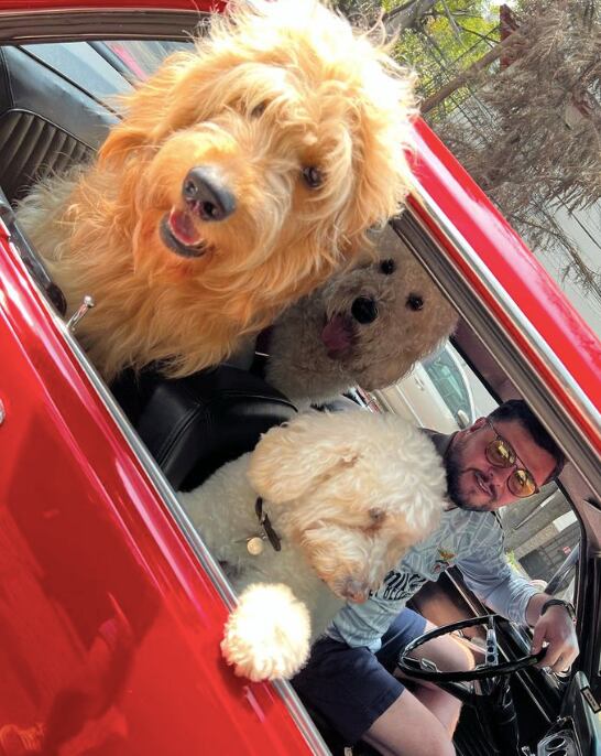 Paul Stanley adora a sus perros