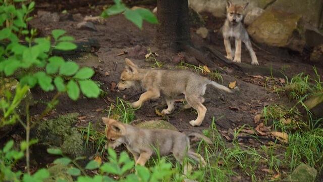 Los cachorros son hijos de Seje, una hembra de 7 años y Rhi, un macho de 5 años.