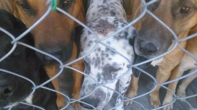 Refugio para perros enfrenta a vecinos de Barrio Santo Domingo