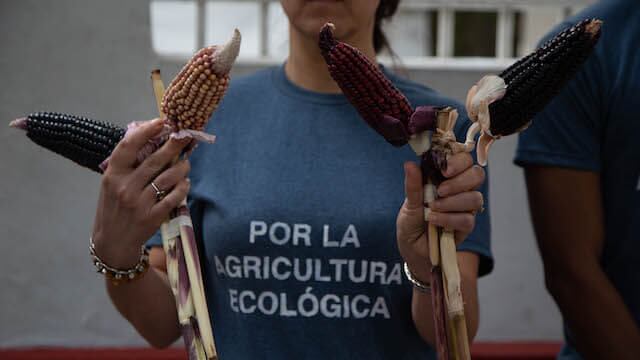 Activista de Greenpeace se manifiesta contra uso de transgénicos. La SCJN invalidó la zona libre en Yucatán