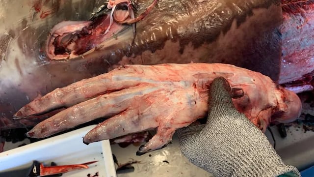 ¿Las ballenas tienen manos? Este interesante hallazgo inquieta a las redes sociales