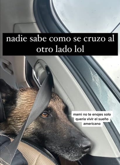Perrita escapa por los cohetes y ni TikTok sabe cómo terminó en Estados Unidos