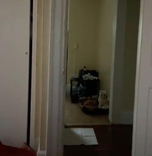 ¿Perro o demonio? TikTok