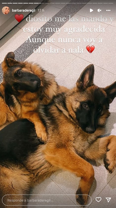 Perras nuevas de Bárbara de Regil.