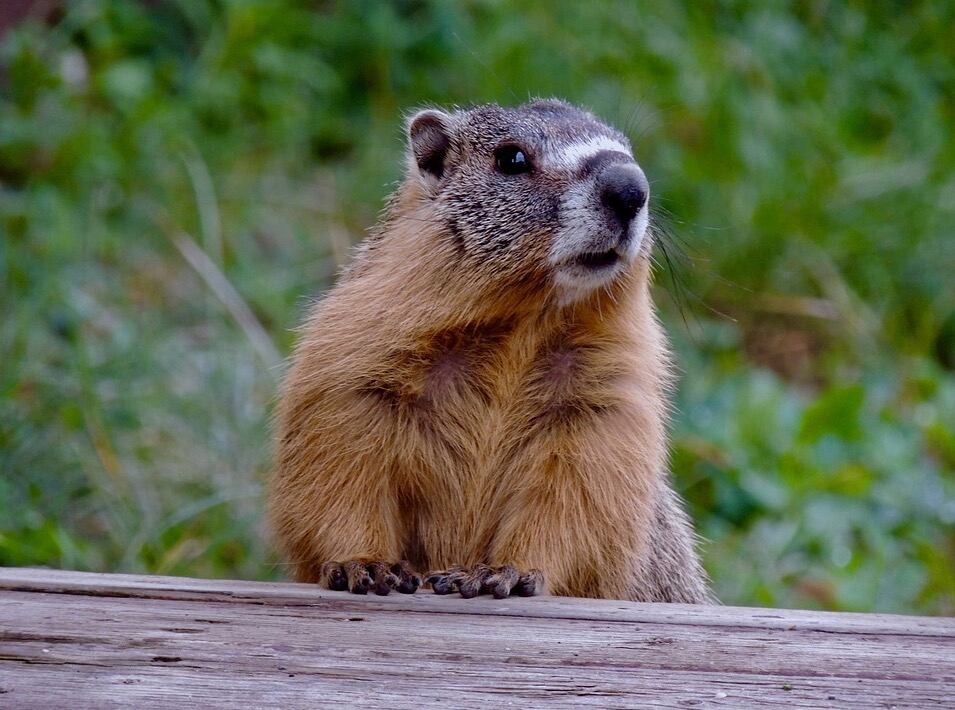 Marmota