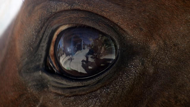 Auto degüella a caballo en Culiacán, Sinaloa.