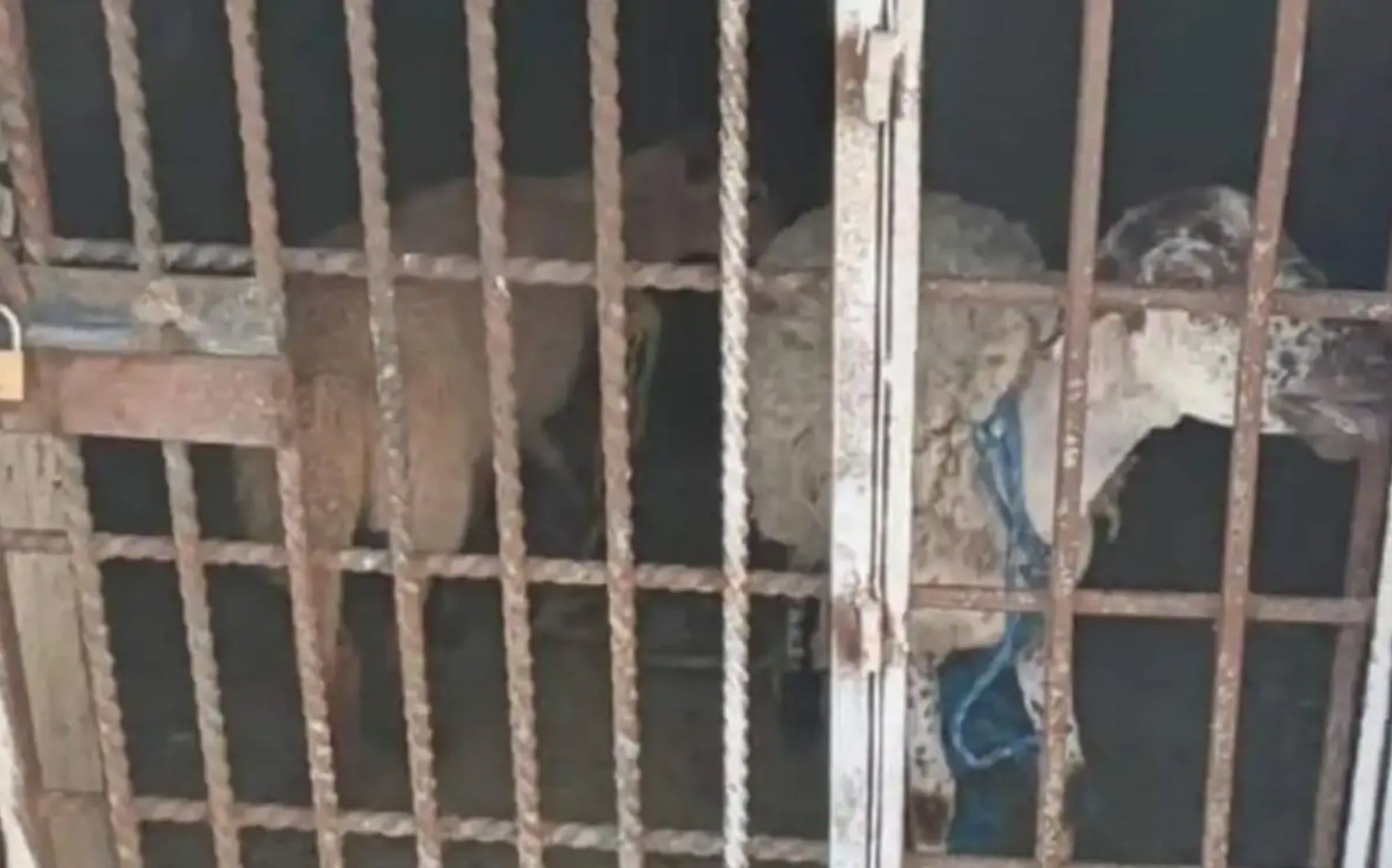 Borregos encarcelados en Oaxaca