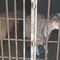 Maltrato animal: Encarcelan a borregos por comer pasto ajeno en Oaxaca