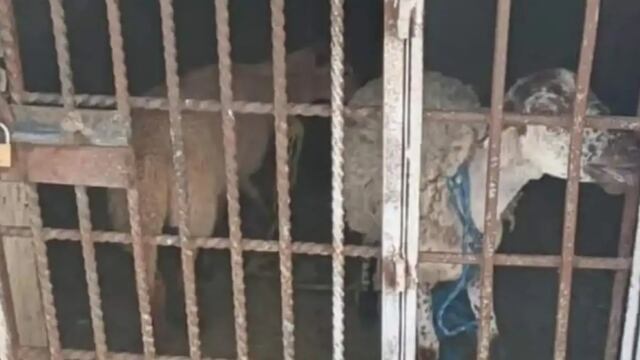 Borregos encarcelados en Oaxaca