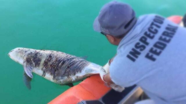 Vaquita marina muerta