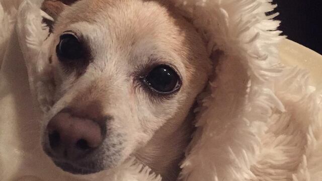 TobyKeith, perro chihuahua