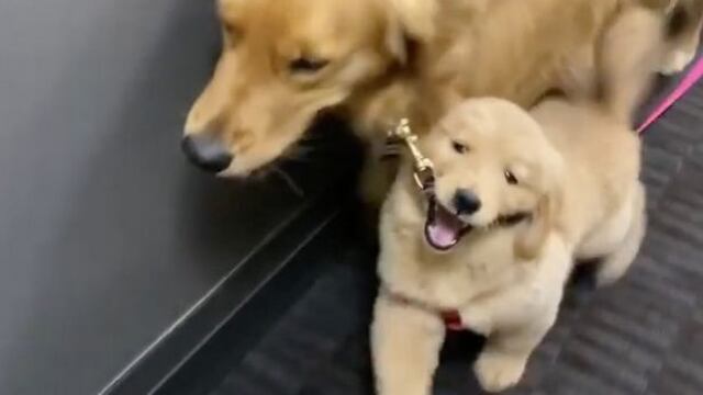 Cachorrita y su amigo